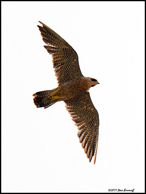 _1SB6897 peregrine falcon.jpg